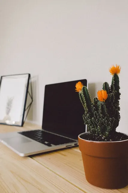 A laptop on a home desk beside a flowering cactus.