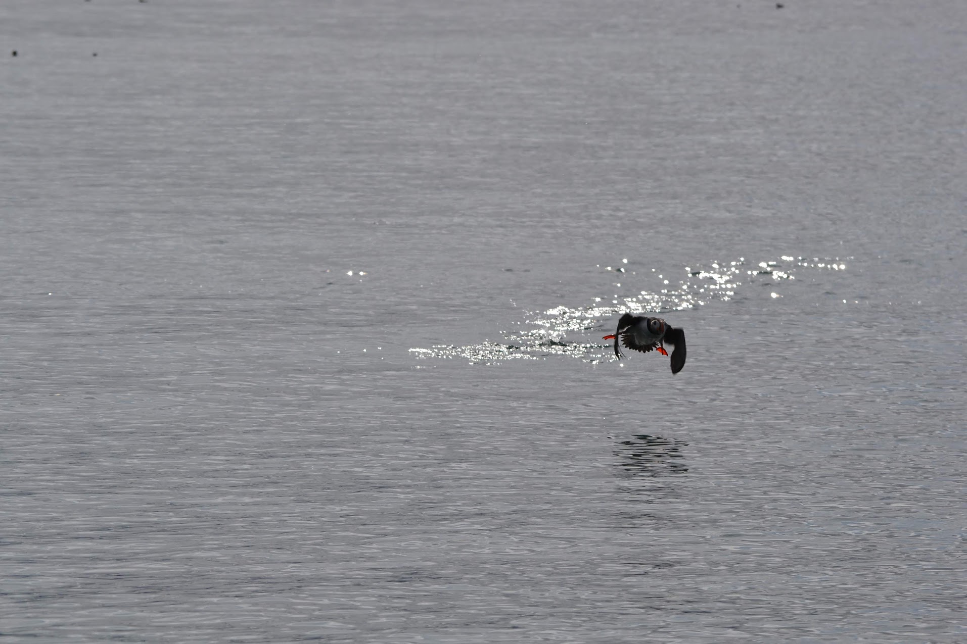 An Atlantic puffin taking flight from the sea near Reykjavik.